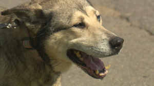 В Колпино спасли собаку, которая 5 лет была заперта в подвале
