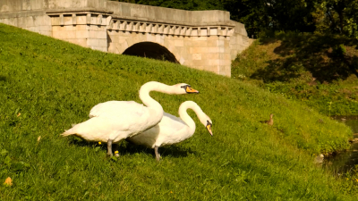 В музее-заповеднике «Гатчина» поселились две пары лебедей