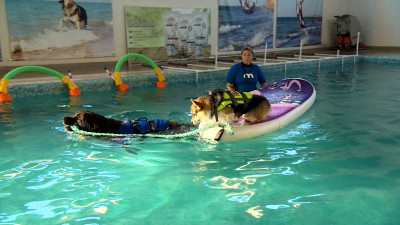Пушистые пловцы: как собак из Петербурга учат спасению на воде