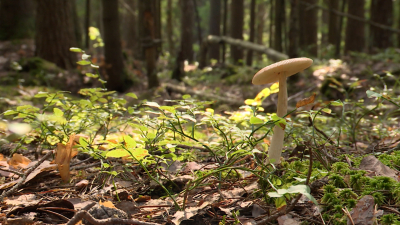 В Ленинградской области пятеро детей отравились грибами