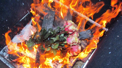 Аутодафе для вредителей: в Петербурге сожгли заражённые розы и ржавые хризантемы