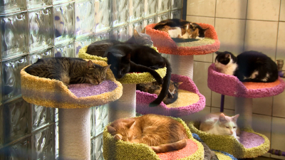 С начала года в Петербурге стерилизовали и чипировали около 2 тысяч бездомных кошек