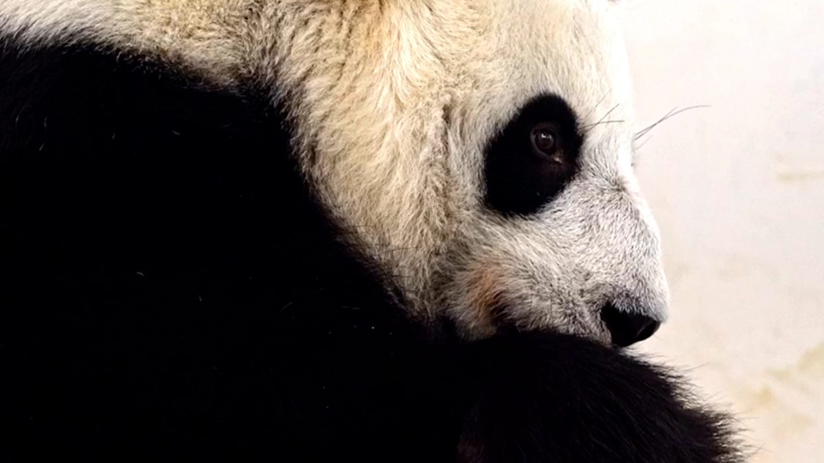 Зоолог объяснила, почему рождение детеныша панды в Москве – уникальное событие - tvspb.ru