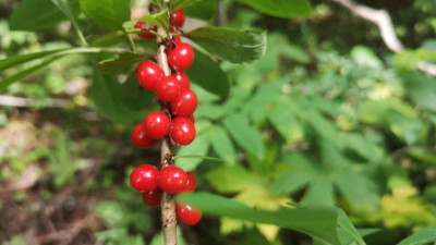 Опасно для жизни: биолог Глазков предупредил петербуржцев о смертельной ягоде Волчье лыко