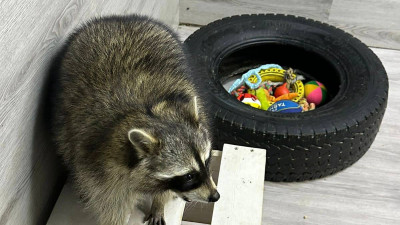 Прокуратура Петербурга заинтересовалась нападением енота на 7-летнюю девочку