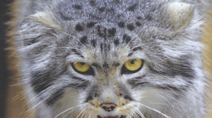 Пополнение Ленинградского зоопарка