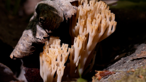 Серебристые облака, грибы-гиганты и гость из Лохнесса — причуды природы короткого северного лета