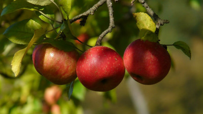 Названы самые зимостойкие сорта яблонь