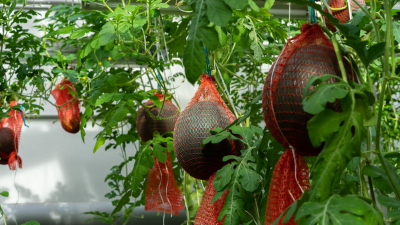 Садовники Царского Села вырастили арбузы «Зелибоба» и «Бархан»