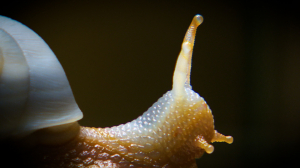 Драгоценный моллюск: агатовая «Улитка» в  коллекции Государственного Эрмитажа