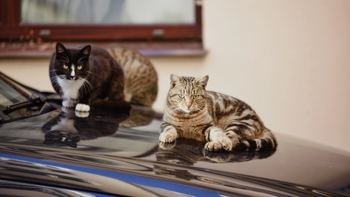 Ученые нашли связь между характером кошек и цветом их шерсти - tvspb.ru