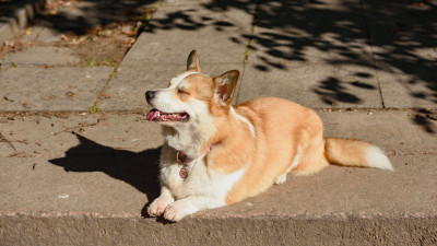 Уходим в тень: как помочь питомцам в жару