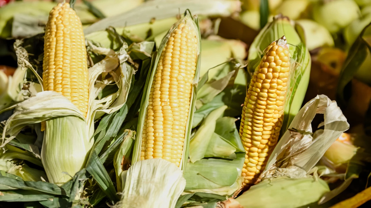 Роспотребнадзор: чем полезна кукуруза - tvspb.ru