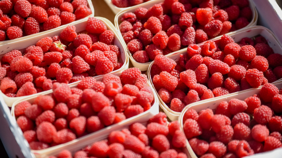 Эксперт раскрыл главные ошибки при мытье малины - tvspb.ru