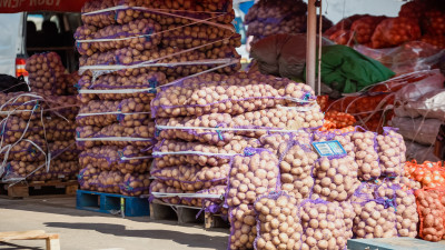 220 тонн картофеля из Египта не пустили в Петербург из-за опасных личинок