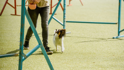 В Петербурге откроются еще четыре тренировочные площадки для собак