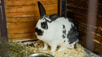Спутал с морковкой: кролик из контактного зоопарка Петербурга укусил девочку за палец