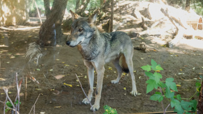 В дикой природе Карелии впервые обнаружены гибриды волка и собаки