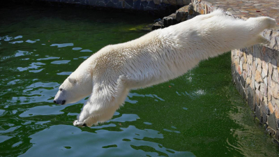 Медведица Хаарчаана из Ленинградского зоопарка купается в личном бассейне