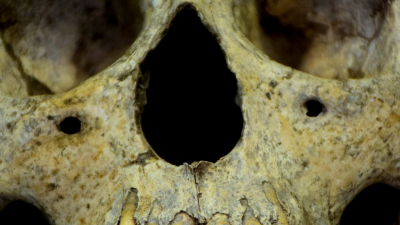 В Ленобласти прохожие нашли скелет с оторванной стопой