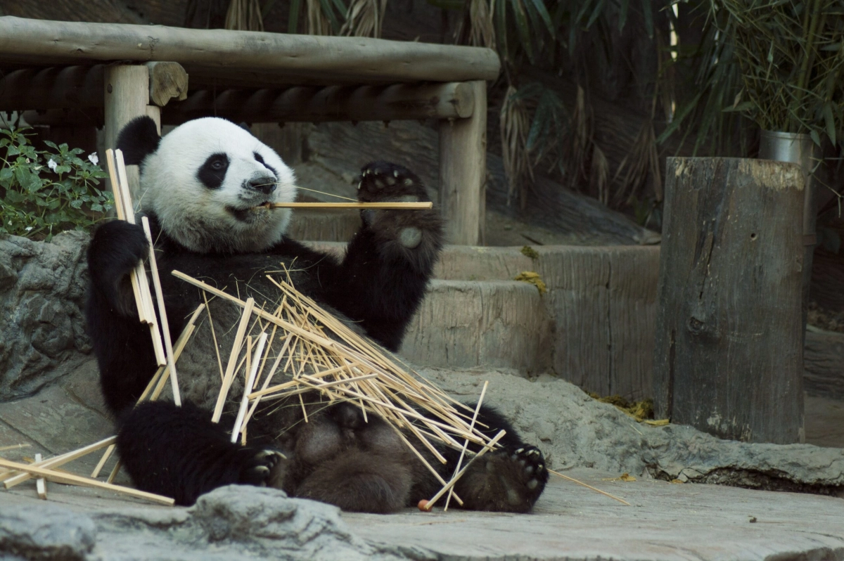 Китайские панды вернутся домой из США - tvspb.ru