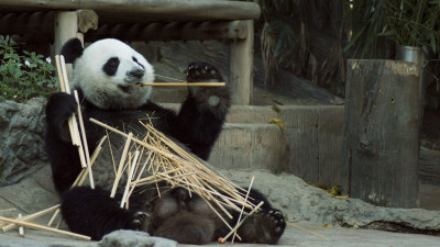 Китайские панды вернутся домой из США
