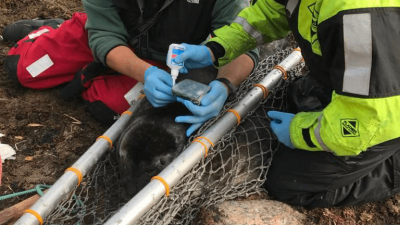 В этом году петербургские специалисты спасли и выпустили в дикую природу 9 ластоногих
