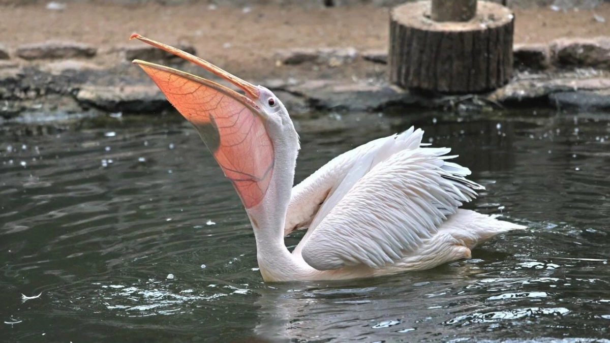 Ленинградский зоопарк показал, как пеликан ест рыбу - tvspb.ru
