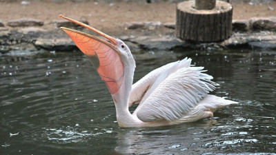 Ленинградский зоопарк показал, как пеликан ест рыбу