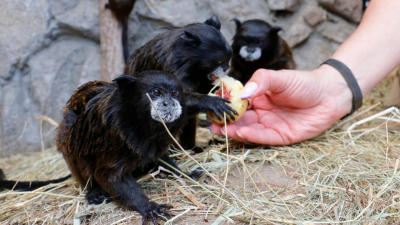 «Дары осени»: Ленинградский зоопарк принимает подарки для животных