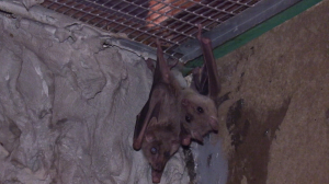 Социальные ребята любят детские пюрешки: как обустроились египетские летучие собаки в Ленинградском зоопарке