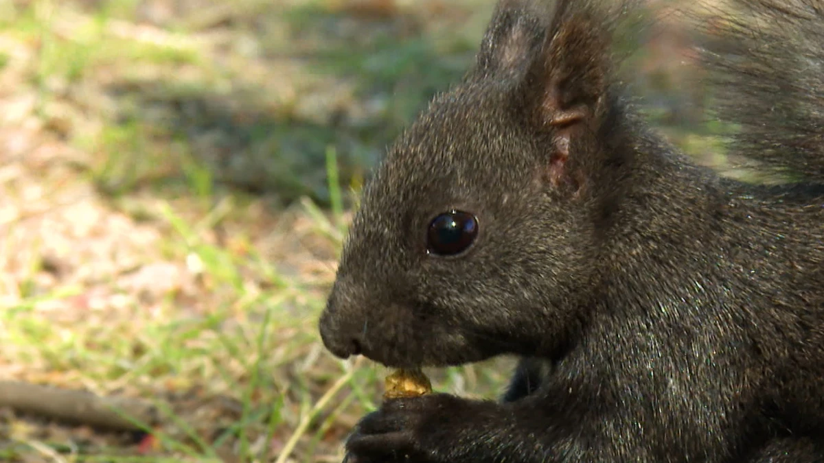В Англии нашли свидетельства передачи проказы между белкой и человеком - tvspb.ru