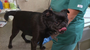 День борьбы против бешенства: где бесплатно вакцинировать собаку и как её к этому подготовить