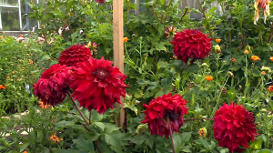 Сезон хризантем и георгинов в Ботаническом саду