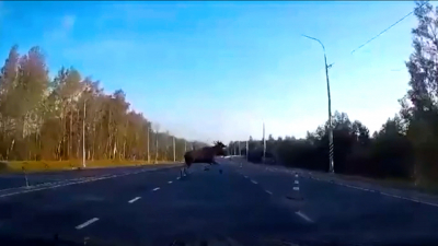 На дорогах Петербурга и Ленобласти участились аварии с участием лосей