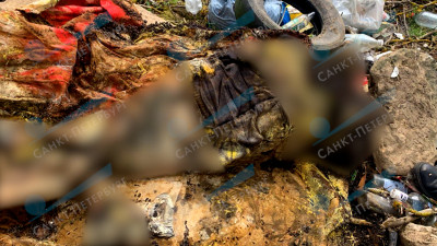 Правоохранители разгадали загадку мумии в ковре, которую нашли в лесу рядом с Гатчиной
