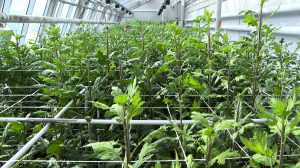 «Белая Чайка», «Бегущая по Волнам» и «Сказочный Эльф» – всё это хризантемы. Музей-заповедник «Царское Село» пополнился новыми сортами этих прекрасных цветов из Крыма