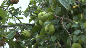 Урожай столетней выдержки. Исторические яблони на Охте продолжают радовать своими плодами