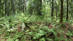 Гора Парнас, Шляпа Наполеона и другие «интересности» Парголово.  Знакомимся с Шуваловским парком на бесплатных экскурсиях