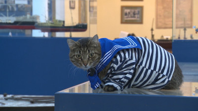 Будни кота Матроса: как живет хвостатый сотрудник «Северной верфи» 