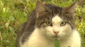 Когда любопытство хвостатых  — работа для неравнодушных: отряд КошкиСпас отмечает день рождения