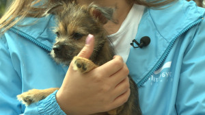 Как помочь братьям нашим меньшим, попавшим в беду? История удивительного спасения щенка Мишель