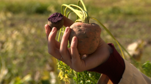 Круглая морковь, зелёная тыква и фиолетовый картофель — чудеса отечественной селекции