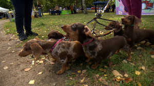 Охотники, крысоловы и непревзойдённые артисты: XI петербургский такс-парад