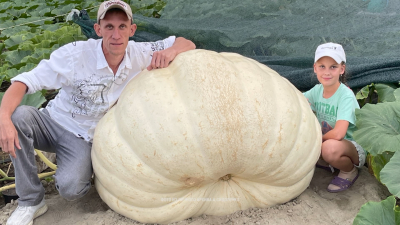 Тыква весом 350 кг: какие рекорды урожая поставили российские садоводы