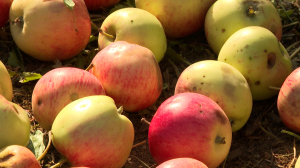 Фруктово-солнечное настроение: фестиваль «Яблочный полдень» в Царском Селе