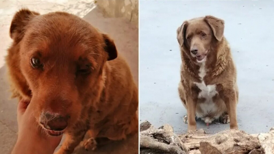Умер самый старый пёс в мире: в мае Боби отметил 31-й день рождения