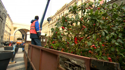 Деревья в горшках у Московского вокзала отправились на пересадку