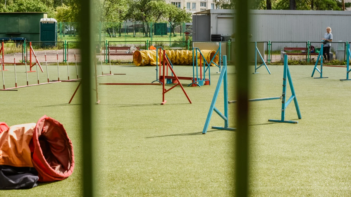 «Страх и стресс уходят»: пробежавший 135 километров в поисках хозяина стаффорд учится вновь доверять людям - tvspb.ru