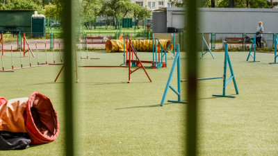 «Страх и стресс уходят»: пробежавший 135 километров в поисках хозяина стаффорд учится вновь доверять людям